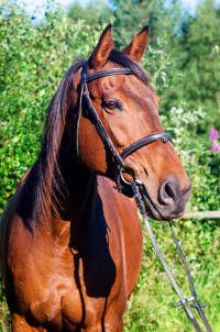 Montoya II
