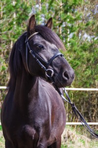 Carewicz Z Sadyby