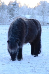 Lansiär